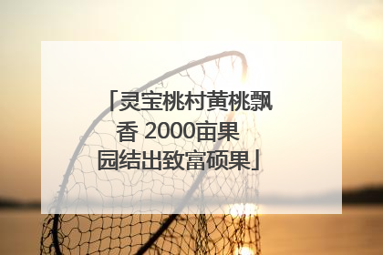 灵宝桃村黄桃飘香 2000亩果园结出致富硕果